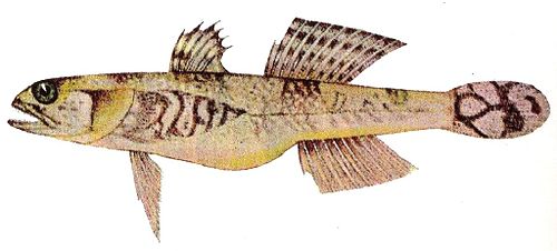 Schismatogobius insignus